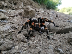Brachypelma hamorii