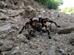 Brachypelma hamorii