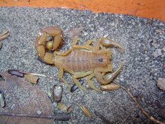 Jaguajir rochae