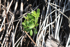 Galium buxifolium