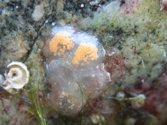 Trichotropis cancellata