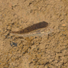 Fundulus rathbuni