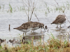 Calidris melanotos