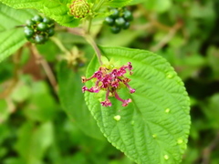 Lantana