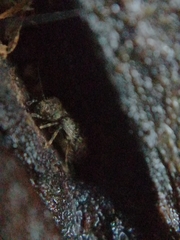 Pteroxanium kelloggi
