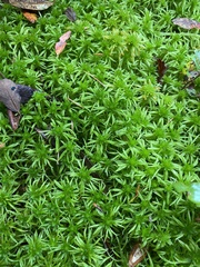 Sphagnum riparium