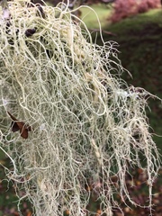 Usnea articulata