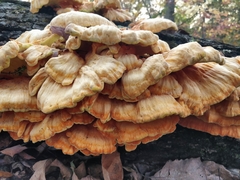 Laetiporus sulphureus