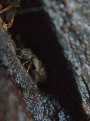 Pteroxanium kelloggi