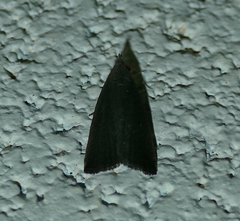 Macrochilo orciferalis