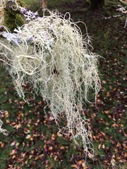 Usnea articulata