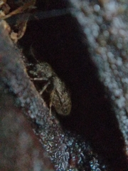 Pteroxanium kelloggi