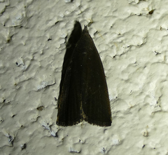 Macrochilo orciferalis