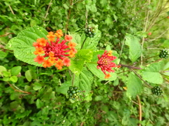 Lantana