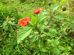 Lantana