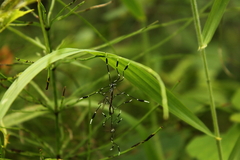 Bittacomorpha clavipes