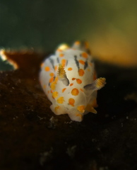 Polycera quadrilineata