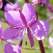 Fireweed - Photo (c) Phil Sellens, some rights reserved (CC BY)