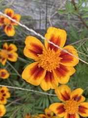 Tagetes lunulata