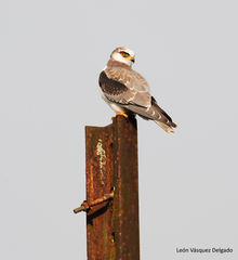 Elanus leucurus leucurus