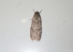 Semioscopis inornata