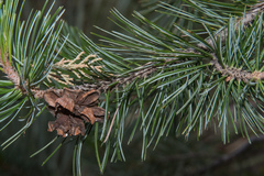 Pinus cembroides bicolor