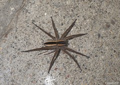 Pisaurina brevipes