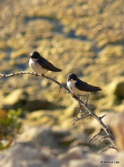 Hirundo dimidiata