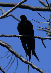 Psalidoprocne pristoptera