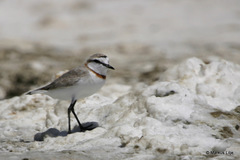 Charadrius pallidus
