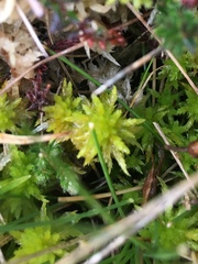Sphagnum inundatum