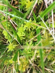 Sphagnum inundatum