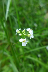 Arabidopsis halleri