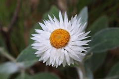 Coronidium elatum minus