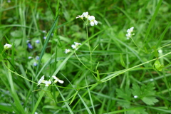 Arabidopsis halleri