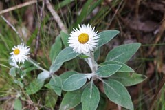 Coronidium elatum minus