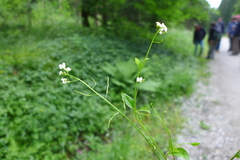 Arabidopsis halleri