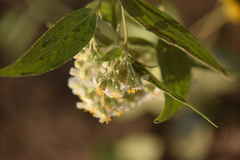 Alloispermum integrifolium