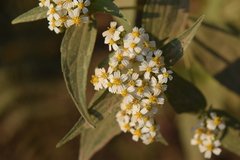 Alloispermum integrifolium