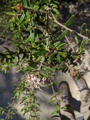 Grevillea phylicoides
