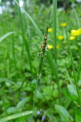 Alopecurus geniculatus