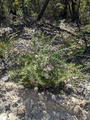 Grevillea phylicoides