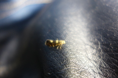 Lampronia corticella