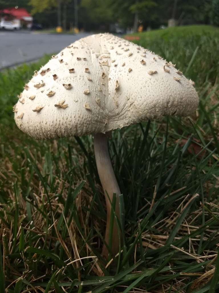 green-spored parasol from Owen Brown, Columbia, MD, USA on August 12 ...