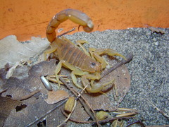 Jaguajir rochae