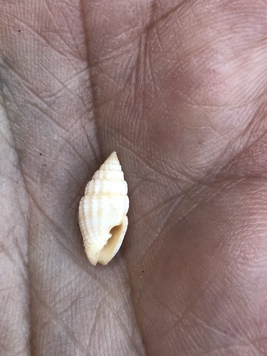 Vexillum infaustum observed 2010-12-09