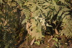 Alloispermum integrifolium