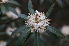 Tasmannia stipitata