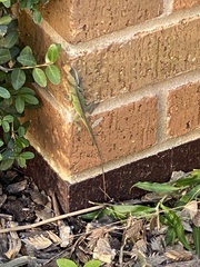 Anolis carolinensis