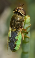 Odontomyia angulata